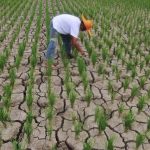 1.151 Ha Sawah Kekeringan