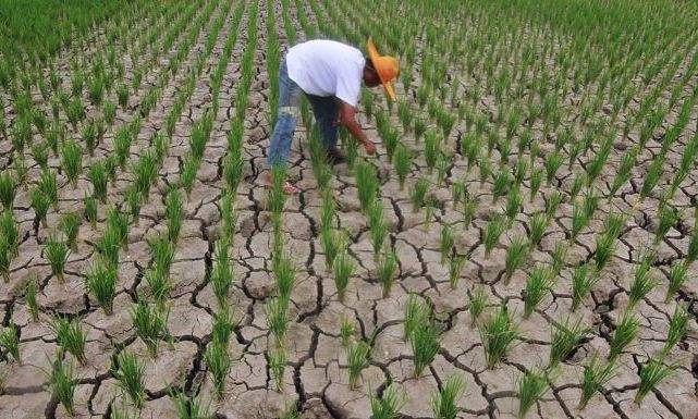 1.151 Ha Sawah Kekeringan