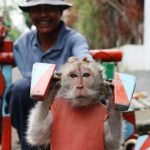 17 Monyet Dilepas di Alam