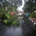 Lakukan Pendataan dan Perawatan Pohon