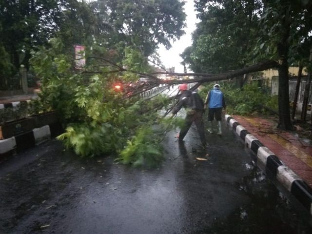 Lakukan Pendataan dan Perawatan Pohon