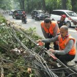 Antisipasi Pohon Tumbang