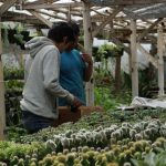 Petani Lembang Gencar Budidayakan Tanaman Kaktus