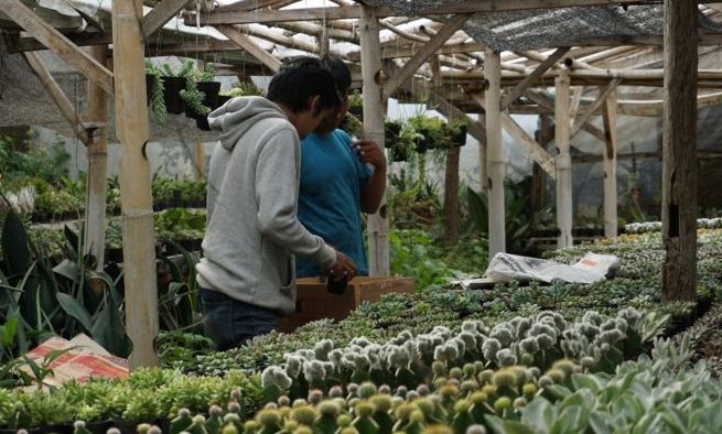 Petani Lembang Gencar Budidayakan Tanaman Kaktus