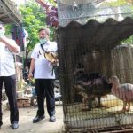 ANCAMAN VIRUS: Pemkab Bandung Barat mengingatkan kepada para peternak unggas untuk mewaspadai penyebaran virus avian influenza yang menyebabkan penyakit flu burung. Salah satunya dengan menjaga kesehatan hewan dan kebersihan tempat.