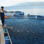 Produksi Ikan Terancam Menurun