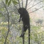 Minta Selidiki Kematian Macan Kumbang