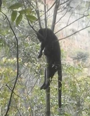 Minta Selidiki Kematian Macan Kumbang Minta Selidiki Kematian Macan Kumbang