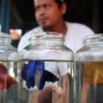 Ikan Cupang Miliki Potensi Bisnis