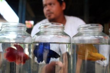 Ikan Cupang Miliki Potensi Bisnis