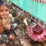 Heboh, Bunga Bau Bangkai