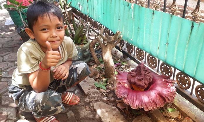 Heboh, Bunga Bau Bangkai