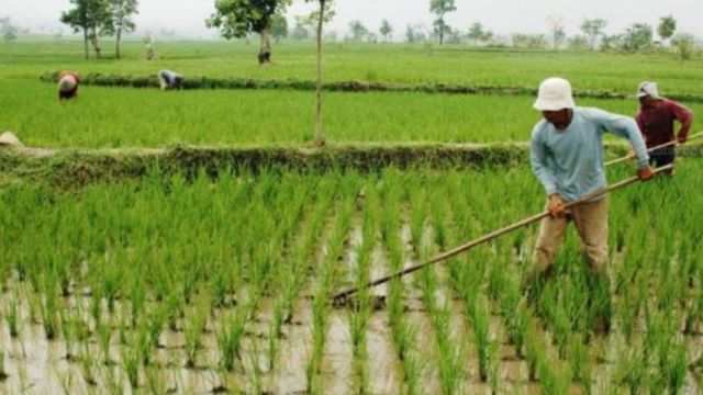 petani kbb