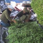 Siapkan Satu Hektar untuk Tanaman Stevia