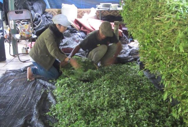 Siapkan Satu Hektar untuk Tanaman Stevia Siapkan Satu Hektar untuk Tanaman Stevia