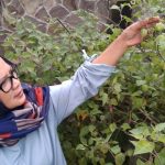 Ciplukan Kini Jadi Buah Termahal