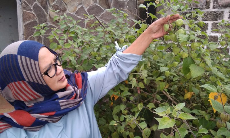 Ciplukan Kini Jadi Buah Termahal