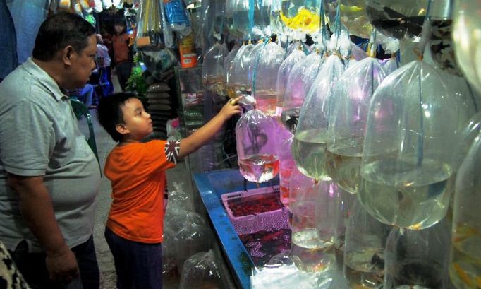Ikan Hias Bisa Tularkan Penyakit pada Penghobi dan Penjual