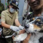 Disnakan Genjot Kebiri Hewan Liar