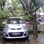 Dua Mobil Tertimpa Pohon Tumbang