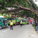 Pohon Raksasa Tumbang di Tengah Jalan