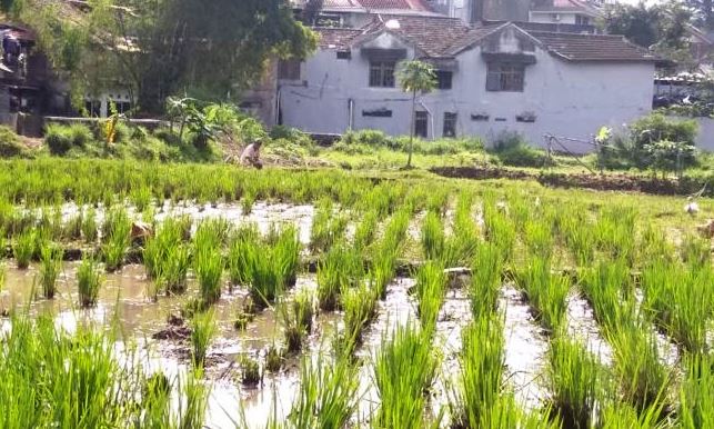 Hasil Panen Padi di Cimahi Meningkat sawah-cimahi