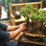 Jongko Bonsai Cibeunying Hasilkan Bonsai Berkualitas Kontes