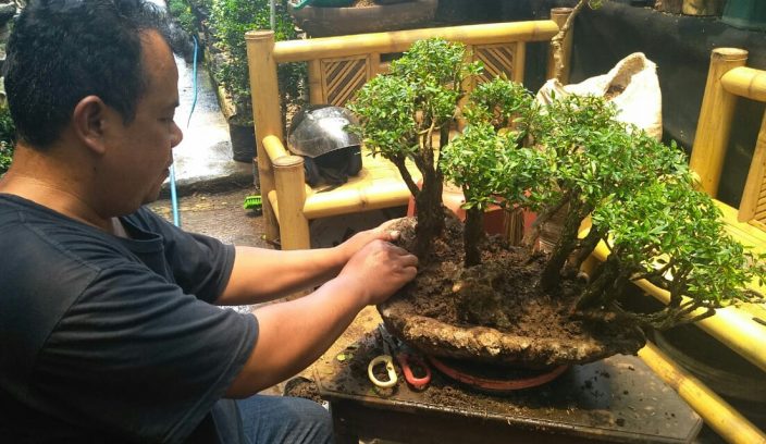 Jongko Bonsai Cibeunying Hasilkan Bonsai Berkualitas Kontes