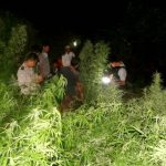 Polisi Temukan 1,5 Hektare Ladang Ganja di Lahan Milik Perhutani