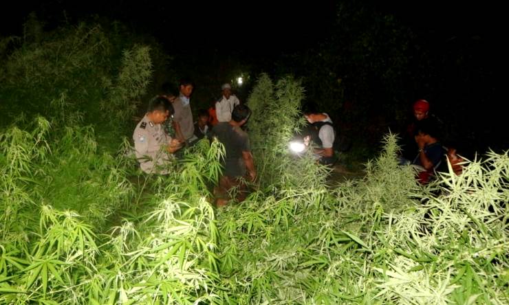 Polisi Temukan 1,5 Hektare Ladang Ganja di Lahan Milik Perhutani
