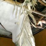 Puting Beliung Rusak Rumah Warga Jelang Malam