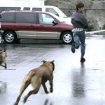 Anjing Gila Teror Warga