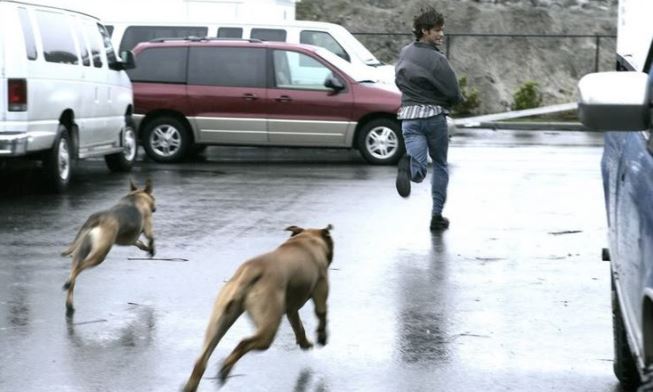 Anjing Gila Teror Warga