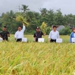 Sukabumi Surplus Produksi Beras