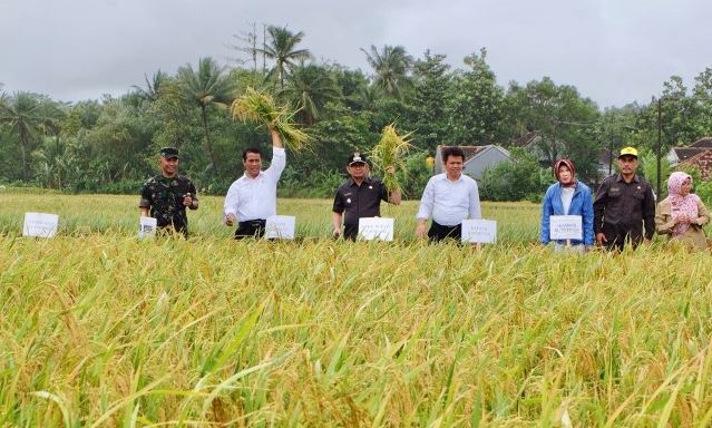 Sukabumi Surplus Produksi Beras Sukabumi Surplus Produksi Beras