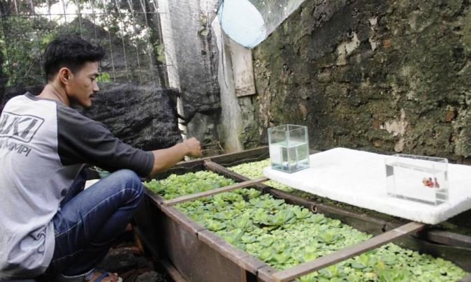 Rela Ceburkan Ratusan Cupang Peliharaan ke Sumur Tetangga