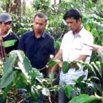 Meneliti Kopi Khas Enrekang, DNA Lebih Menentukan Mutu