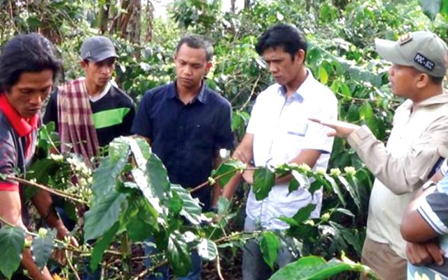 Meneliti Kopi Khas Enrekang, DNA Lebih Menentukan Mutu