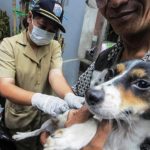 BERI VAKSINASI: Seekor anjing saat dilakukan vaksinasi oleh pemerintah daerah untuk mencegah menularnya penyakit rabies.
