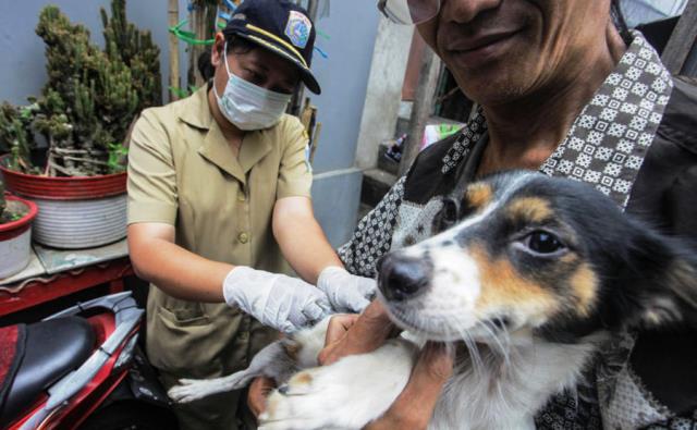 BERI VAKSINASI: Seekor anjing saat dilakukan vaksinasi oleh pemerintah daerah untuk mencegah menularnya penyakit rabies.
