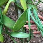 Miliki Nilai Ekonomi, Pemkab Bandung Budi­dayakan Tanaman Vanili