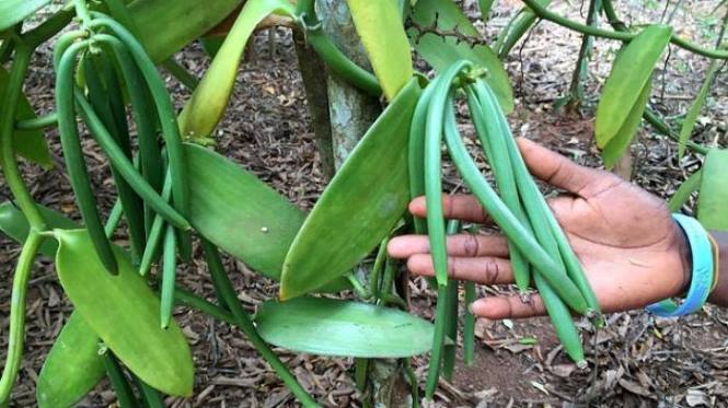 Miliki Nilai Ekonomi, Pemkab Bandung Budidayakan Tanaman Vanili Miliki Nilai Ekonomi, Pemkab Bandung Budidayakan Tanaman Vanili