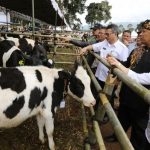 Pedagang Hewan Qurban di Kota Bandung Keluhkan Penurunan Omset Akibat PPKM