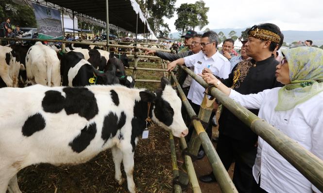 Kandang Komunal Ramah Lingkungan Kandang Komunal Ramah Lingkungan