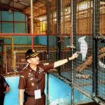 Dirjen KSDAE Akan Tinjau 441 Satwa Sitaan