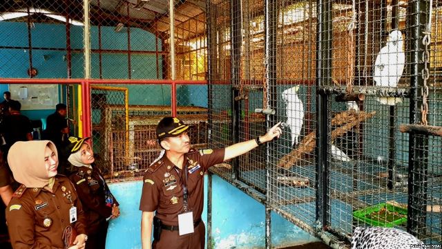 Dirjen KSDAE Akan Tinjau 441 Satwa Sitaan Dirjen KSDAE Akan Tinjau 441 Satwa Sitaan
