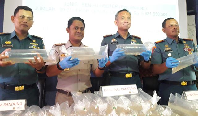 Amankan Puluhan Ribu Benur