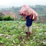 Harga Sayuran dan Daging Mulai Merangkak Naik Harga Sayuran dan Daging Mulai Merangkak Naik