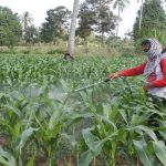 Dorong Swasembada Jagung, Pemerintah Harus Tingkatkan HPP