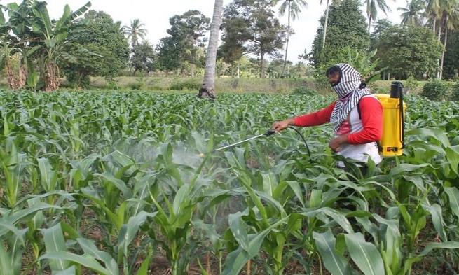 Dorong Swasembada Jagung, Pemerintah Harus Tingkatkan HPP